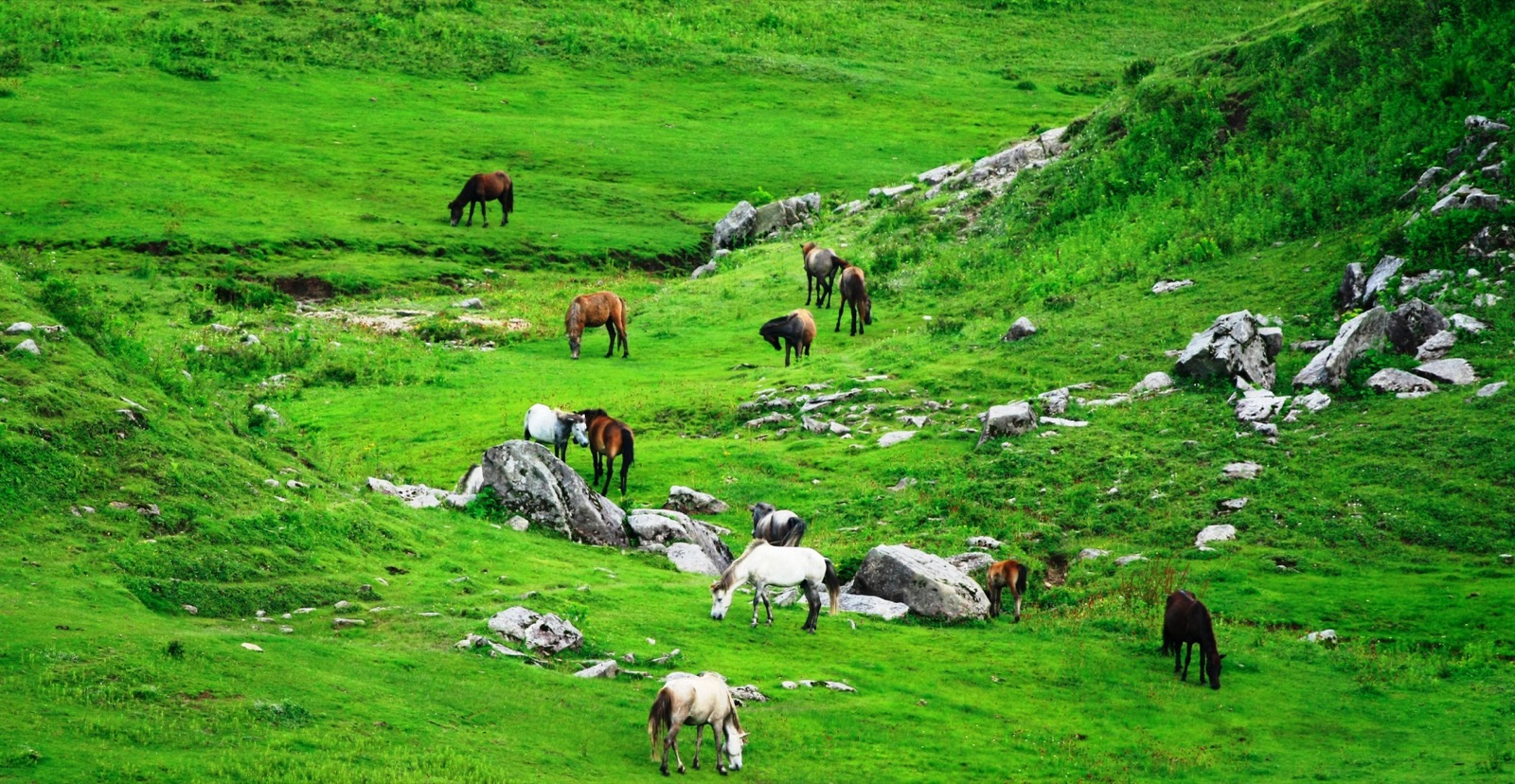 Horses grazing on open grassland in Khaptad National Park
