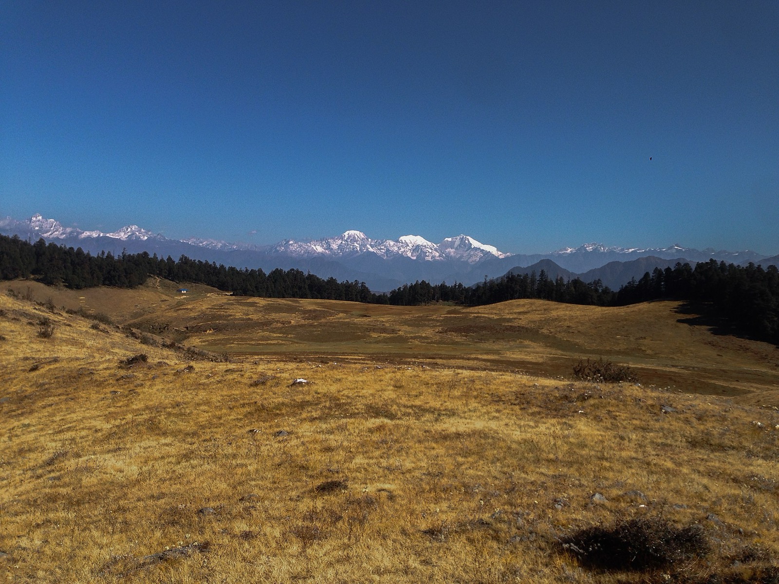 Snow-capped Himalayan peaks rise above pine forest and golden grassland under a clear blue sky